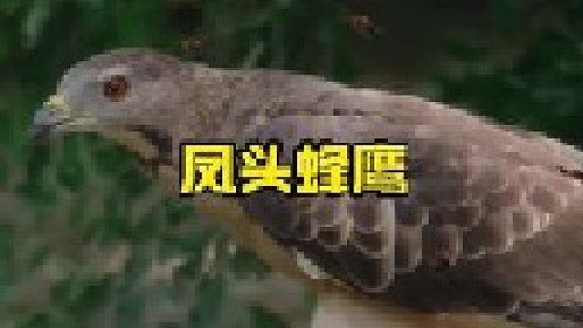 大自然当中黄蜂的克星凤头蜂鹰