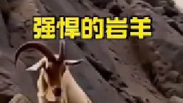 大自然的攀岩高手