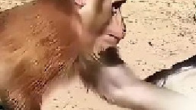 捣蛋的猴子真是坏的无法形容