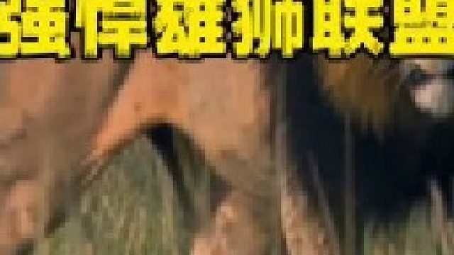巅峰时期拥有六头成年雄狮组成的强大联盟，一路开疆拓土频奏凯歌