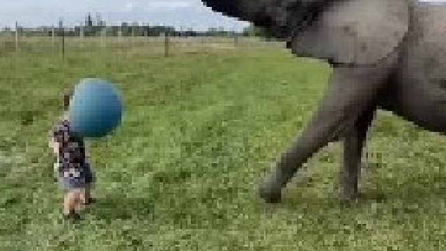 调皮捣蛋的大象