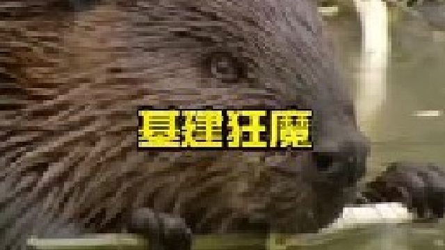 动物界的基建狂魔河狸