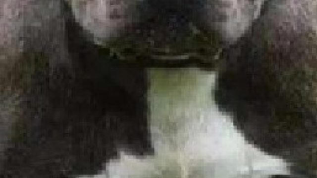 恶犬肆意袭击过路行人