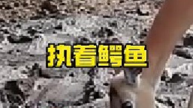 鳄鱼的伏击羚羊疣猪和猎豹