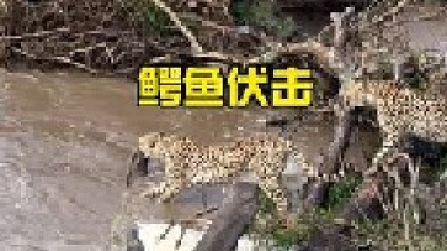 鳄鱼伏击过河的猎豹