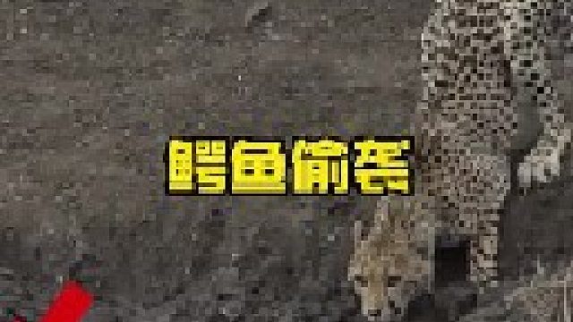鳄鱼屡屡偷袭对手让猎豹疣猪狒狒都防不胜防