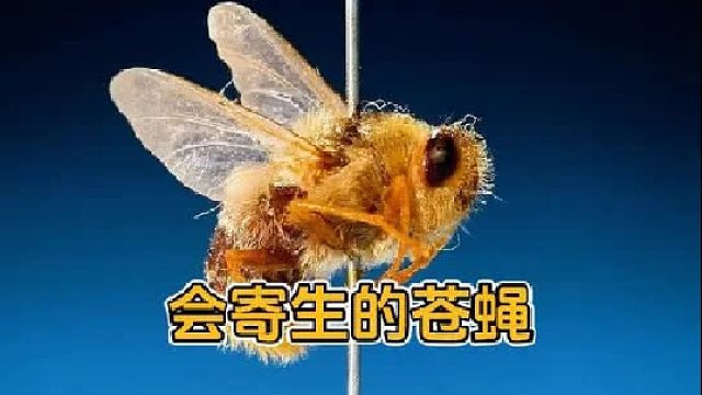 从皮肤里面出来的苍蝇