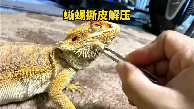 给鬃狮蜥来个撕皮解压