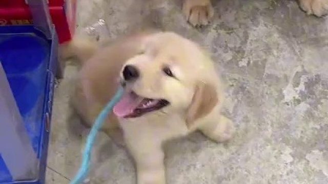 养这么大了还舍得换？