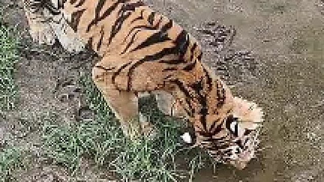 老虎饿得吃草了。