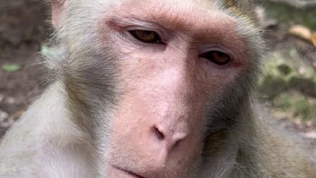 曾经大闹蟠桃宴的时候，怎么就没有这么好喝的饮料！