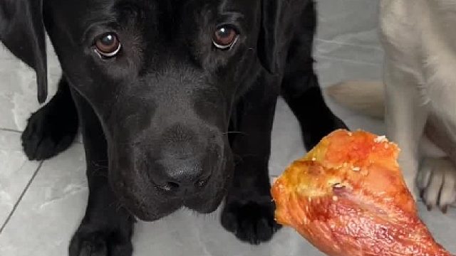 狗：是不是有点区别对待了？