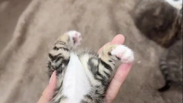 软乎乎的小猫咪