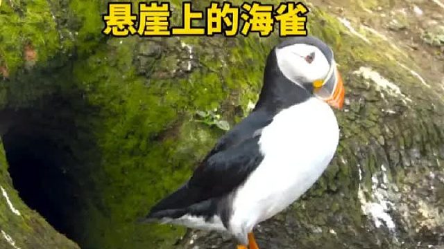 悬崖边的海雀，为了自己的家庭，在生与死的边缘徘徊