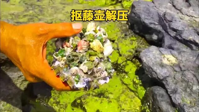 解压视频千千万，就属藤壶最好看