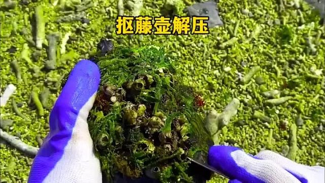 看着非常解压的抠藤壶视频哦，据说是强迫症患者的福音哦，来看一看小哥是怎么清理藤壶的