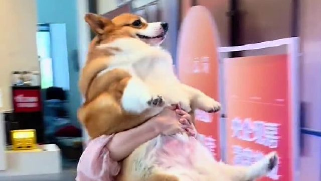 铲屎官和他的主人 不信邪女士，申请出战