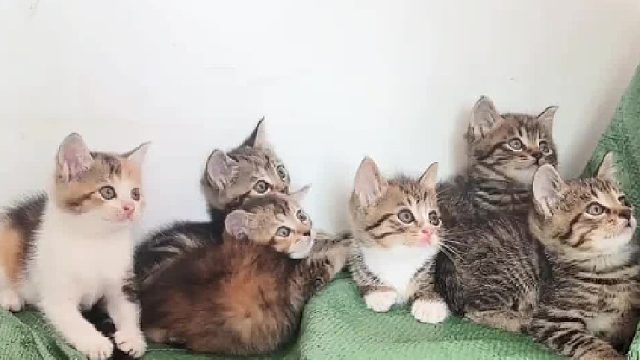 可爱分享给可爱，就是双倍可爱