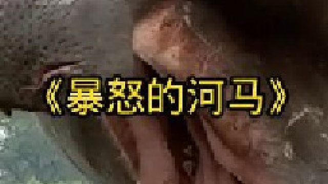 暴怒的河马直接将鳄鱼当场送走