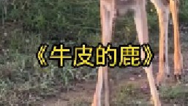 牛皮的鹿中毒差点将狮群团灭