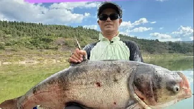 重庆云阳野钓第一天，中获60 大花鲢，全程硬刚。