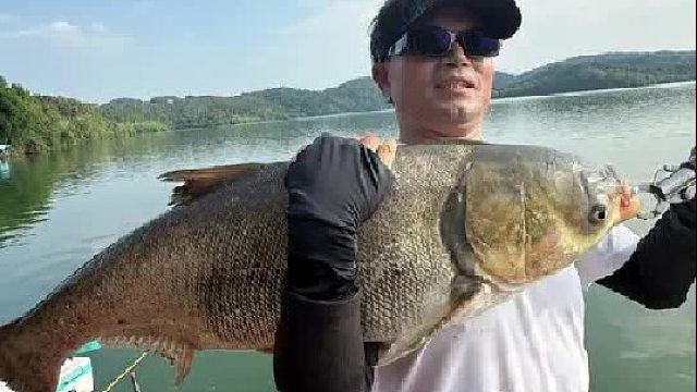 清江野钓狂拔巨鲢