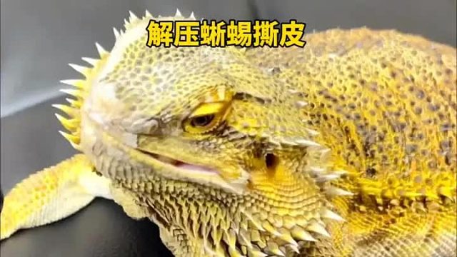 小蜥蜴蜕皮的过程十分解压，特别是将死皮撕下来，简直是强迫症患者的福星