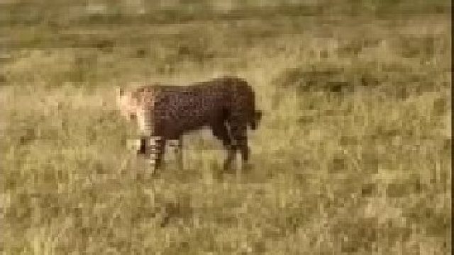 年轻猎豹追逐小羚羊