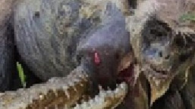 鳄鱼偷袭猴子跟狒狒