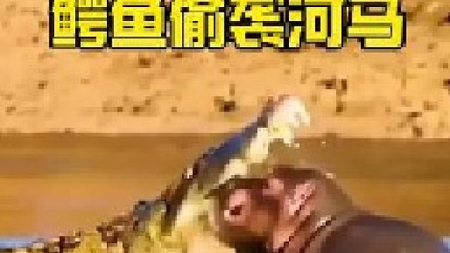 鳄鱼偷袭小河马遭到大河马报复