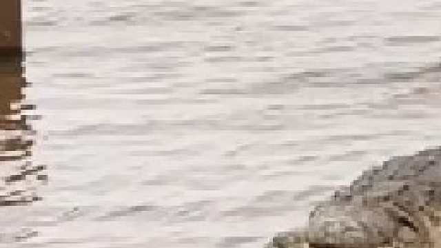 鳄鱼之间的互相残杀