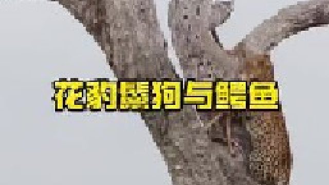 鳄鱼抓捕羚羊被花豹和鬣狗惦记