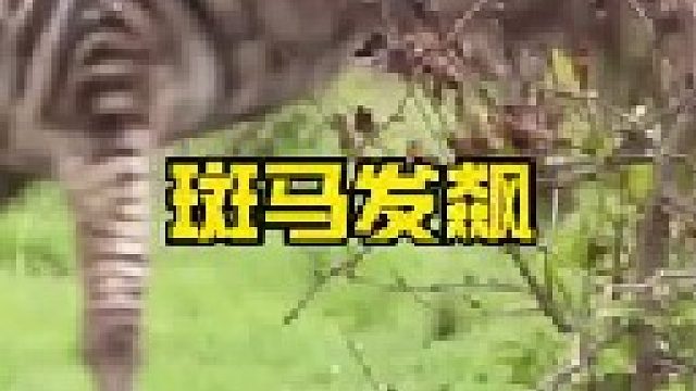 发飙的斑马相当可怕，能够硬杠犀牛