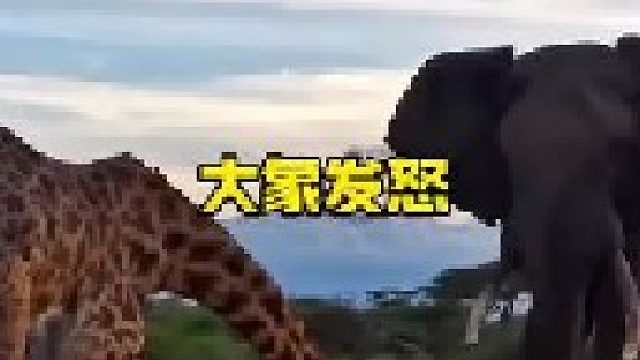 发飙的大象太可怕了