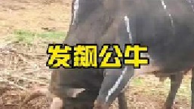 发飙的公牛相当可怕
