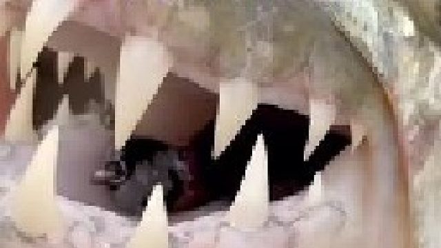 非洲虎鱼抓捕飞鸟