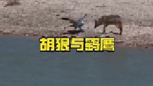 非洲鹞鹰与胡狼的紧张对峙