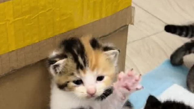 小猫咪会走路啦