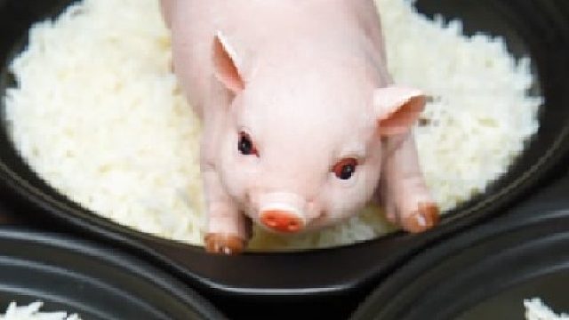 真真假假还是不要看表面，有人喜欢这只猪的吗