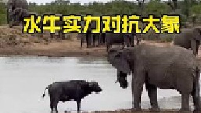 非洲野牛与野象的较量
