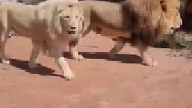 非洲有个部落专门以制服狮子为荣，只身至于雄狮面前丝毫不惧