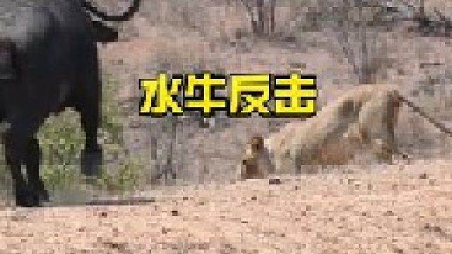 愤怒的公牛为同伴报仇顶飞狮子