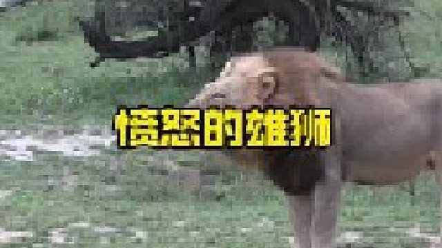 愤怒的雄狮怒吼警告并用行动驱赶对手