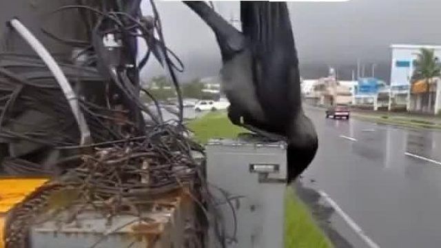 乌鸦：这辈子直了