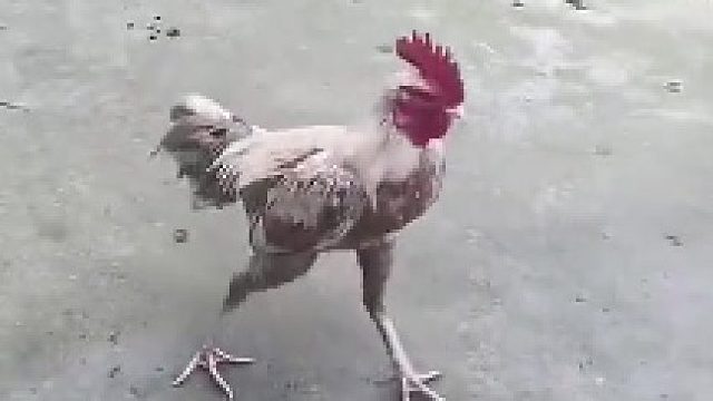 当休养一个月的公鸡放入母鸡群