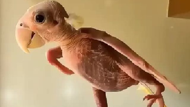 女孩捡到一颗从树上掉下的鸟蛋，没想到竟孵出一只不长毛的鹦鹉