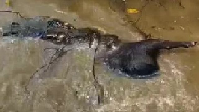 落水的野猪被藤蔓缠住，最后成了咸水鳄的食物。