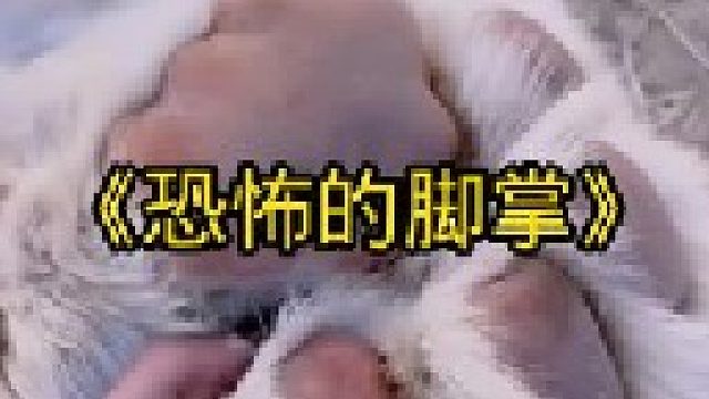 它的脚掌一掌就能拍死大象，妥妥的动物界王者