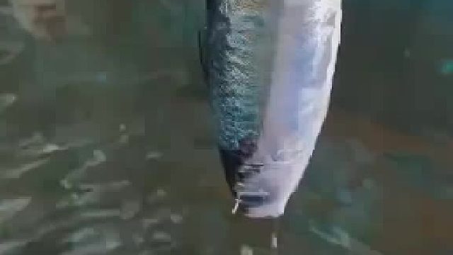 这才是乌贼的真面目吗？？