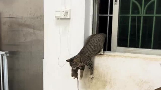 好家伙又又把老鼠带回家了